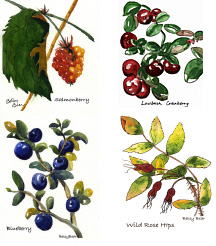 Alaskan berry card set 1