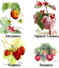 Alaskan berry card set