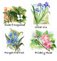 Alaskan wildflowers card set 1