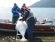 halibut fishing