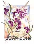 fireweed print