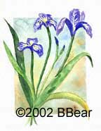 Siberian Iris print