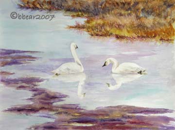 Morning Swans