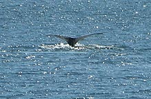 humpback whale